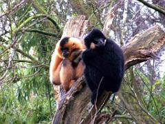149 BIO PARC DE DOUE LA FONTAINE 5- 2016_000030